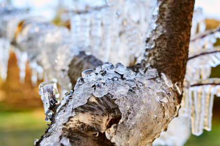 The autumn fallen leaves and water frozen in the park.の写真素材
