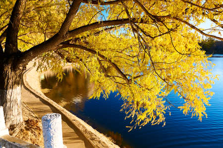 The fall trees with golden color leaves lakeside.