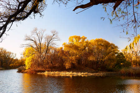 The fall trees with golden color leaves lakeside.