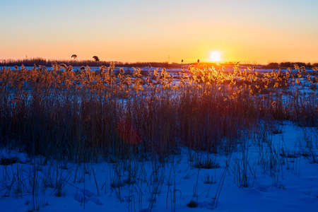 The reed fields sunrise in winter.の写真素材