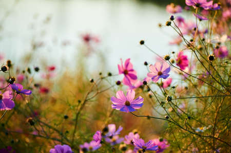 The beautiful october - cosmos is in full bloom sunrise.の写真素材