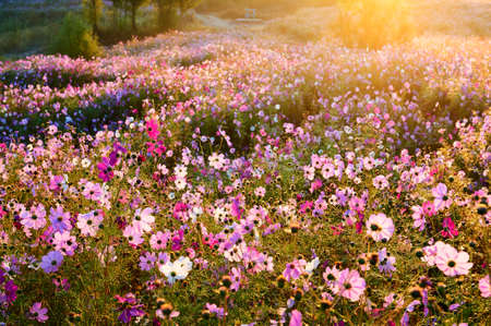 The beautiful october - cosmos is in full bloom sunrise.の写真素材
