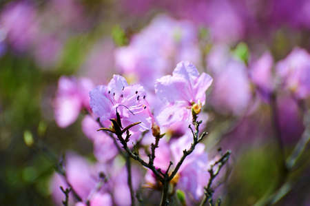 Azaleas blossoming in the mountain.の写真素材