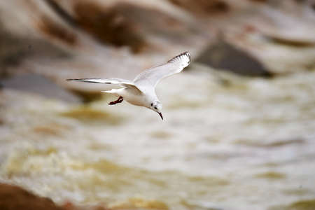 The tern is catching fish in lake water.