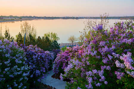The lilacs are in full bloom by the  lakeside.の写真素材