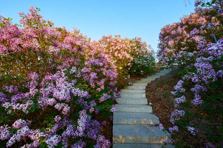 The lilacs are in full bloom.の写真素材