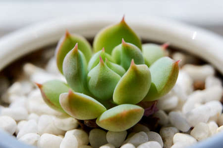 The succulents closeup.の写真素材