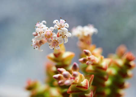The succulents closeup.の写真素材