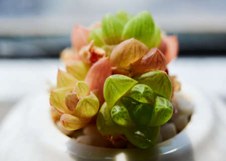 The succulents closeup.の写真素材