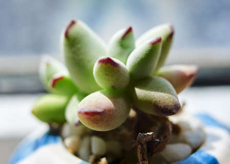 The succulents closeup.の写真素材