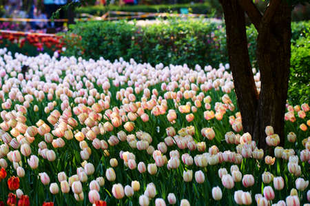 The scenic of tulips in the garden.の写真素材