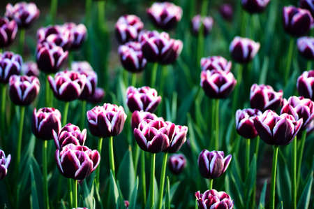 The scenic of tulips in the garden.