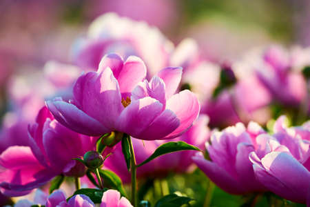 Chinese herbaceous peony flowers close - up.の写真素材