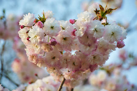 The sakura in blossom in garden.の写真素材