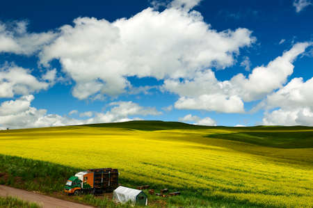 Rape flowers are in full bloom in Hulunbuir grasslands of inner Mongolia,China.