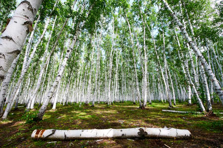 The wihte birch forest in summer.の写真素材