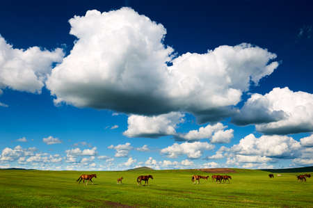 The herd horse on the Hulunbuir summer grassland.