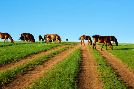 the summer grassland of Hulunbuir of China.のeditorial素材