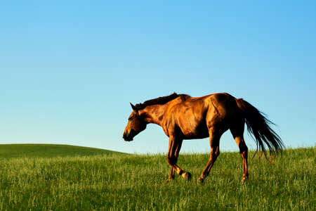 horse on the summer grassland of Hulunbuir in China.の写真素材