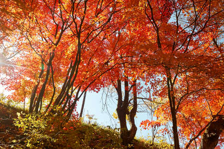 Maple red leaves of Benxi, China.