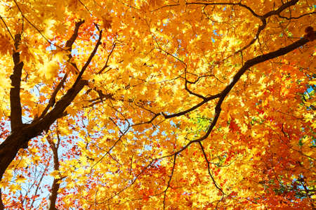 Maple red leaves of Benxi, China.の写真素材