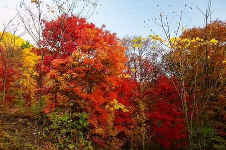 Maple red leaves of Benxi, China.