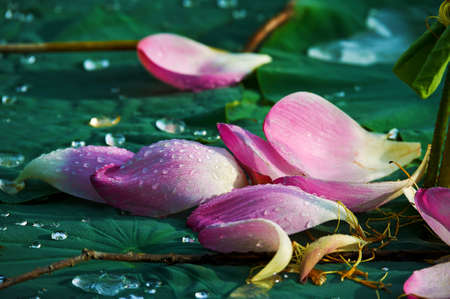 The blooming lotus flowers in summer.の写真素材