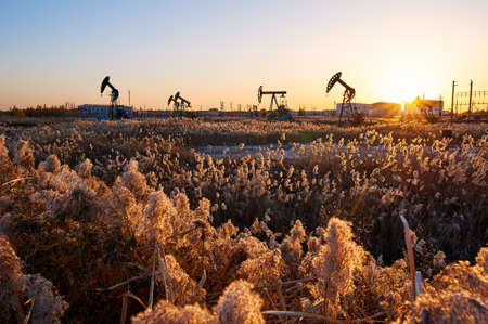 The reed and beam-pumping units sunset.の写真素材