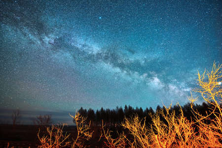 The milky way above the forest.