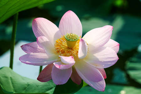 Chinese lotus in full bloom.の写真素材