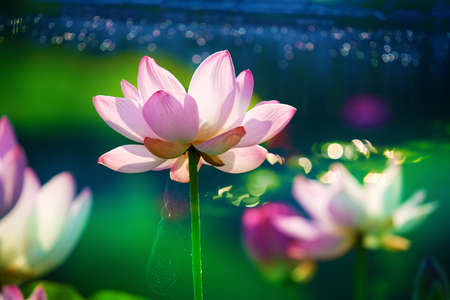 Chinese lotus in full bloom.の写真素材