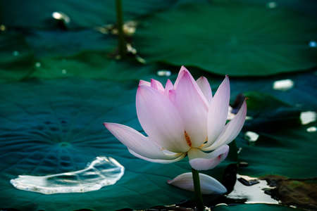 Chinese lotus in full bloom.の写真素材