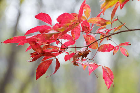 The beautiful autumn  scenic.