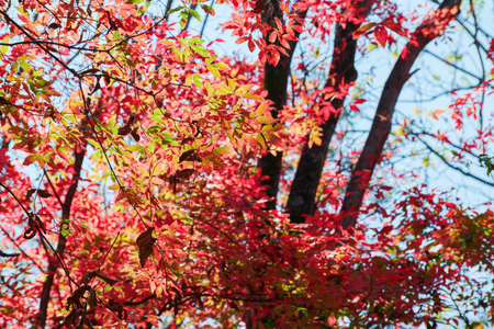 The beautiful autumn  scenic.