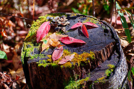 The beautiful autumn  scenic.