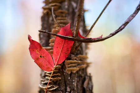 The beautiful red leaves.