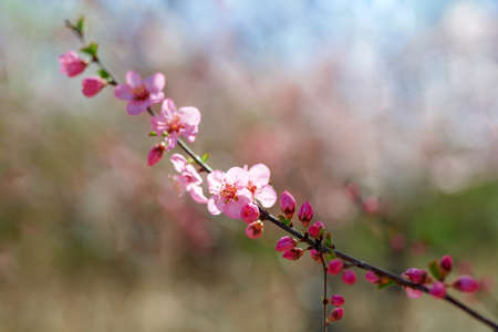Spring flowers blooming, floral fragrance, spring sceneryの写真素材