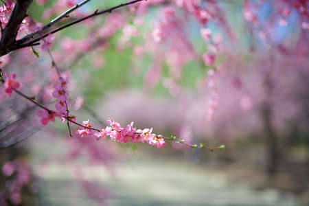 Spring flowers blooming, floral fragrance, spring scenery