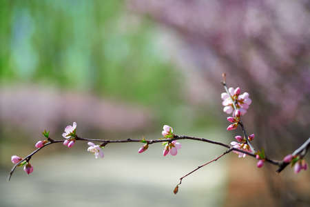 Spring flowers blooming, floral fragrance, spring scenery