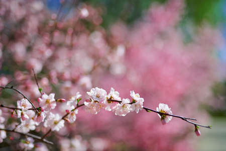 Spring flowers blooming, floral fragrance, spring sceneryの写真素材