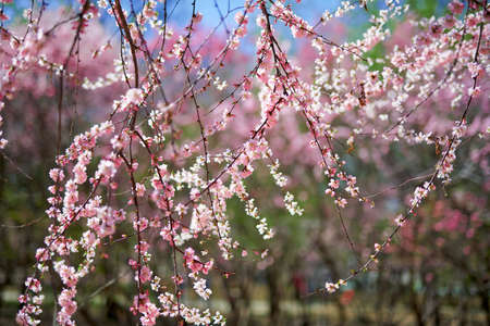 Spring flowers blooming, floral fragrance, spring sceneryの写真素材