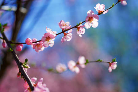 Spring flowers blooming, floral fragrance, spring sceneryの写真素材