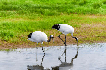 Red-crowned Crane in Zhalong Nature Reserve, Qiqihar City, Heilongjiang Province, Chinaの写真素材