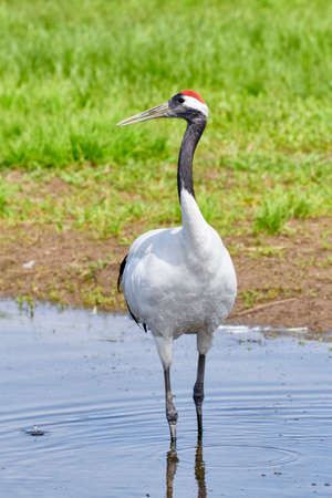 Red-crowned Crane in Zhalong Nature Reserve, Qiqihar City, Heilongjiang Province, Chinaの写真素材