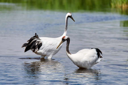 Red-crowned Crane in Zhalong Nature Reserve, Qiqihar City, Heilongjiang Province, Chinaの写真素材