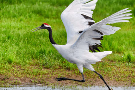 Red-crowned Crane in Zhalong Nature Reserve, Qiqihar City, Heilongjiang Province, Chinaの写真素材