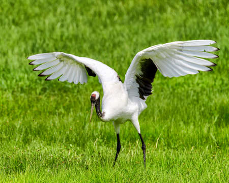 Red-crowned Crane in Zhalong Nature Reserve, Qiqihar City, Heilongjiang Province, Chinaの写真素材