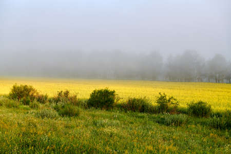 the Hulunbuir Prairie in China's Inner Mongolia Autonomous Region ushered in the most beautiful season. Near Shiwei, a small town on the Sino-Russian border, green grass and wild flowers are in full bloom.の写真素材
