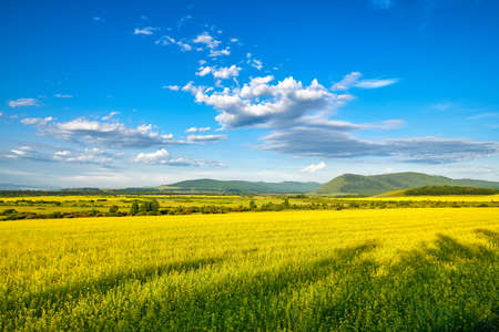 the Hulunbuir Prairie in China's Inner Mongolia Autonomous Region ushered in the most beautiful season. Near Shiwei, a small town on the Sino-Russian border, green grass and wild flowers are in full bloom.の写真素材