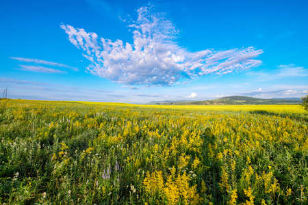 the Hulunbuir Prairie in China's Inner Mongolia Autonomous Region ushered in the most beautiful season. Near Shiwei, a small town on the Sino-Russian border, green grass and wild flowers are in full bloom.の写真素材